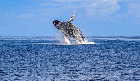Deluxe Whale Watch Sail Hawaii Nautical