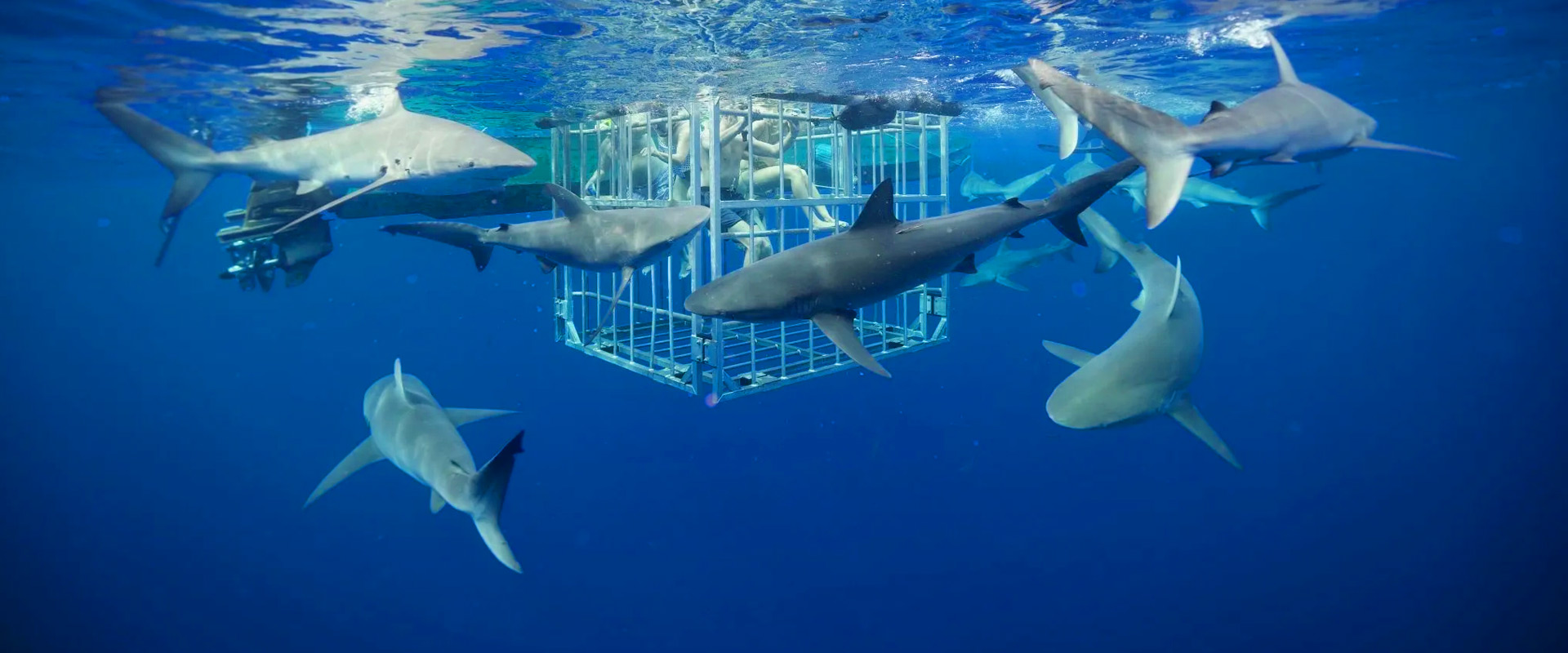 Truly unforgettable Shark diving tour